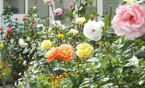 Linda Mistura Rosas Flores Jardim Murado Irlanda — Fotografia de Stock