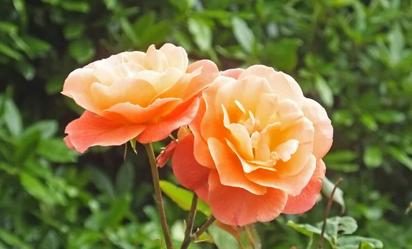 Beau Mélange Roses Fleurs Dans Jardin Clos Irlande — Photo