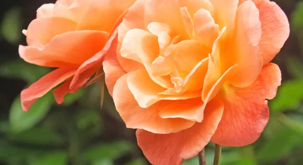 Linda Mistura Rosas Flores Jardim Murado Irlanda — Fotografia de Stock