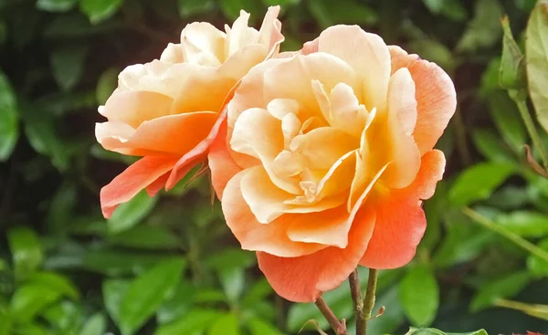 Beau Mélange Roses Fleurs Dans Jardin Clos Irlande — Photo