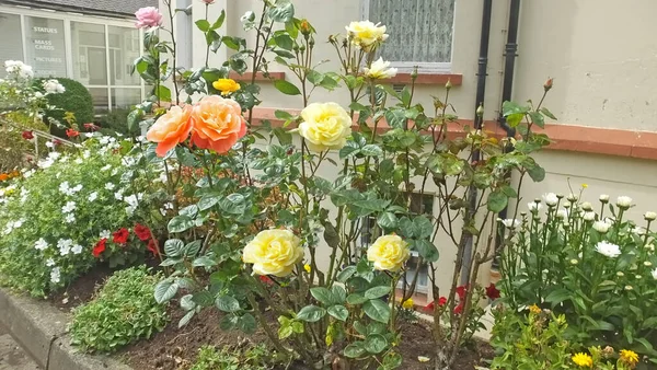 Hermosa Mezcla Rosas Flores Jardín Amurallado Irlanda —  Fotos de Stock