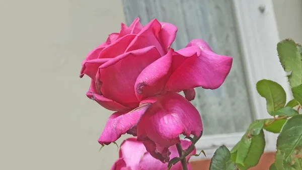 在爱尔兰的一个有围墙的花园里 玫瑰和花的美丽组合 — 图库照片