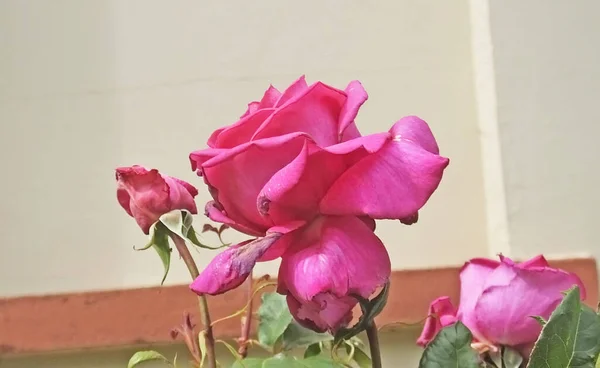 Чудова Суміш Троянд Квітів Обгородженого Муром Саду Ірландії — стокове фото