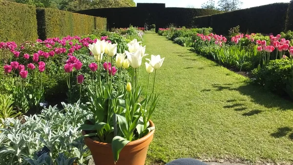 Hermosa Mezcla Tulipanes Jardín — Foto de Stock