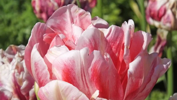 Bel Mix Tulipani Giardino — Foto Stock