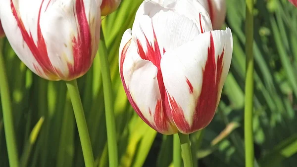 Bel Mix Tulipani Giardino — Foto Stock