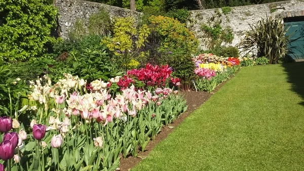 Hermosa Mezcla Tulipanes Jardín — Foto de Stock