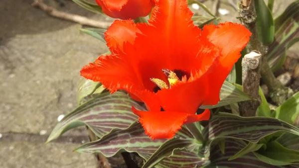 Schöne Mischung Aus Tulpen Garten — Stockfoto