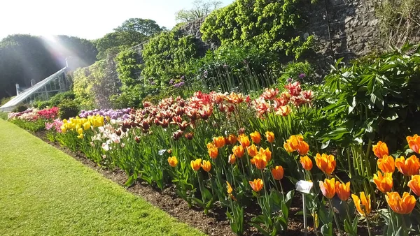 Beau Mélange Tulipes Dans Jardin — Photo