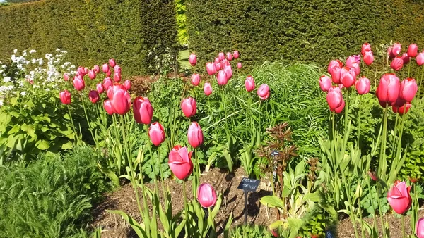 Gyönyörű Keveréke Tulipánok Kertben — Stock Fotó