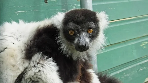 Fekete Fehér Fodros Lemurin Állatkert Észak Írországban — Stock Fotó