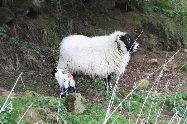黑色面对着田里的母羊和新生的小羊 — 图库照片