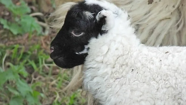 Black Faced New Born Lamb Sheep Field — Stock Photo, Image