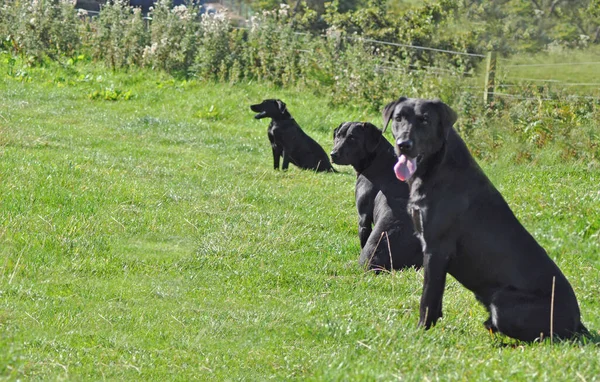 Foto Bracken Black Labrador —  Fotos de Stock