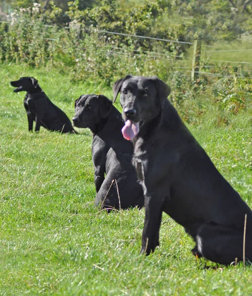 Fénykép Bracken Black Labrador — Stock Fotó