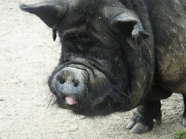 Cerdo Negro Parado Corral Una Granja — Foto de Stock