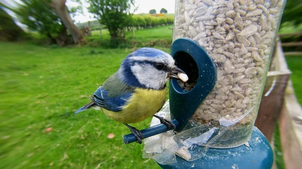 Blue Tit Feeding Tube Peanut Seed Feeder Bird Table — Fotografia de Stock