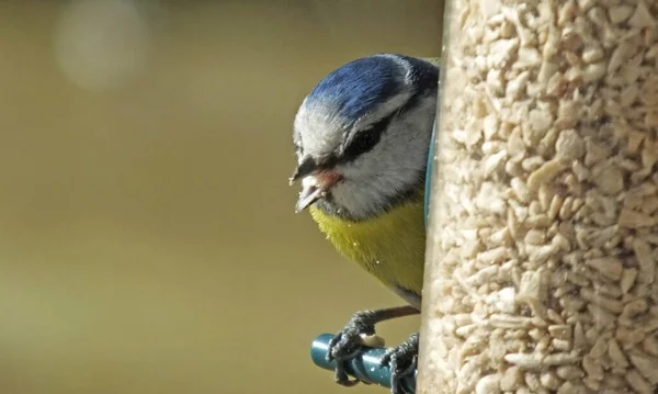 Blue Tit feeding from a Tube peanut seed Feederin UK