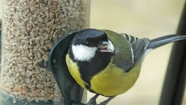 great tit feeding from a Tube peanut seed Feeder