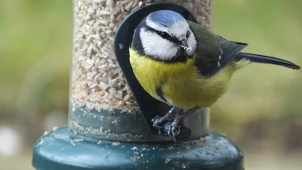 Blue Tit feeding from a Tube peanut seed Feeder