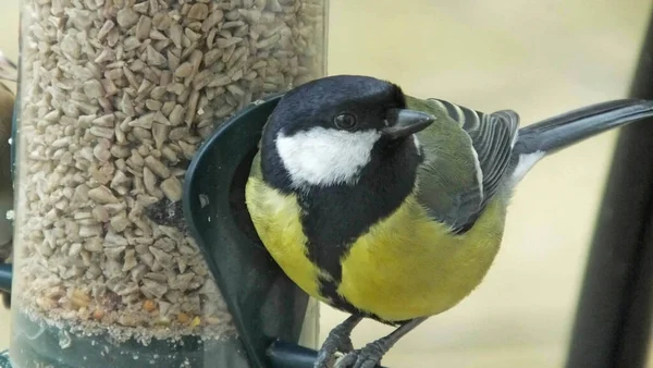 Great tit feeding from a Tube peanut seed Feeder