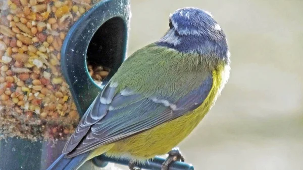 Blue Tit Feeding Tube Peanut Seed Feeder Bird Table — Stok fotoğraf