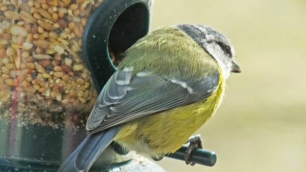 Blue Tit feeding from a Tube peanut seed Feeder on a bird table