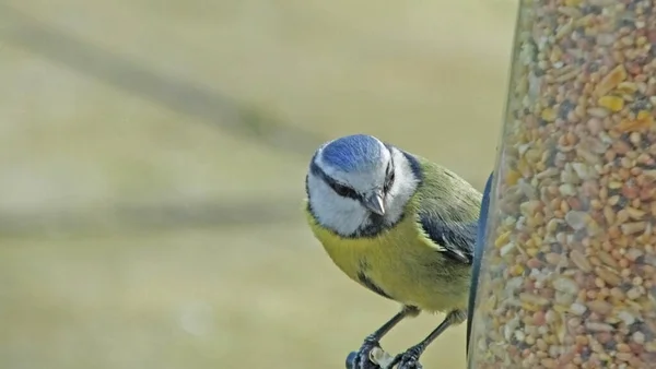 Blue Tit feeding from a Tube peanut seed Feeder on a bird table