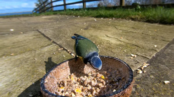 Blue Tit Feeding Insect Coconut Suet Shells — Fotografia de Stock