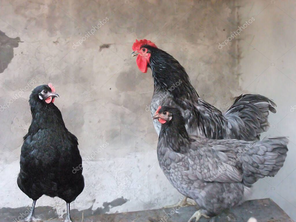 Negro Jersey gigante Cottrell polla y gallinas en un gallinero cabaña 2023