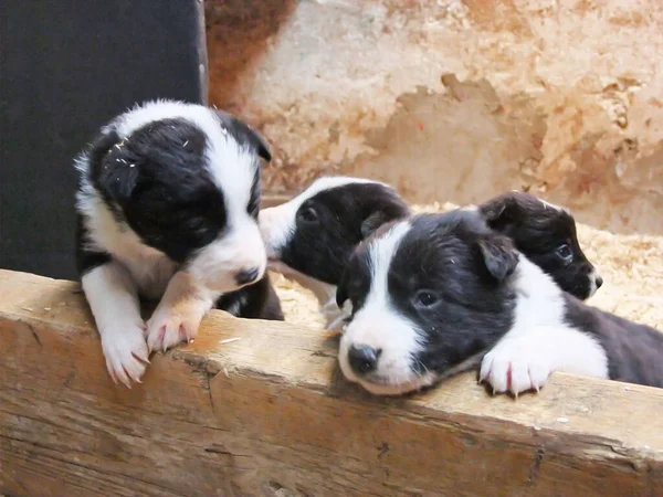 Border Collie pups playing in a box with sawdust bedding