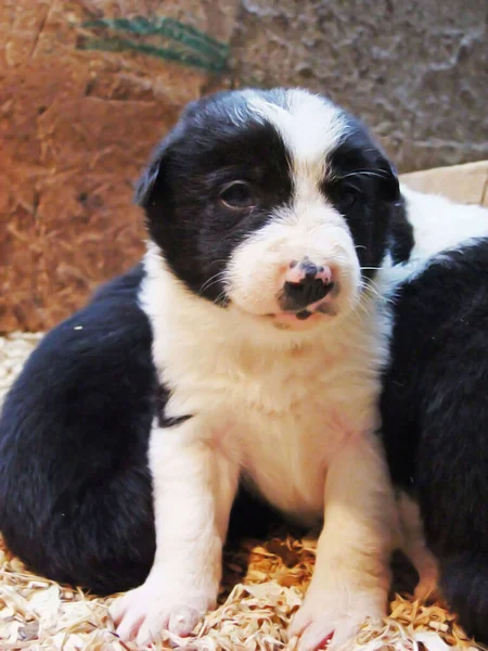 Border Collie pups playing in a box with sawdust bedding
