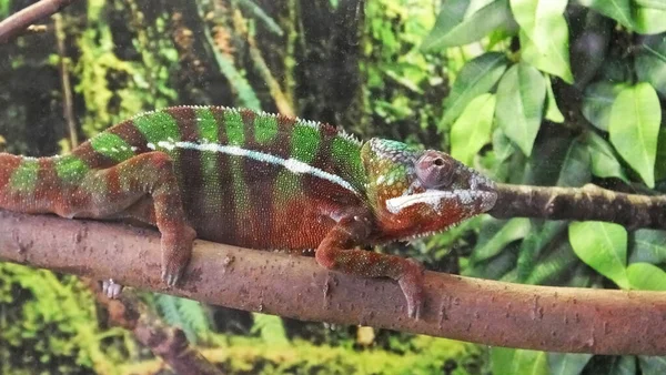 Camaleão Lagarto Arbusto Uma Floresta Tropical — Fotografia de Stock