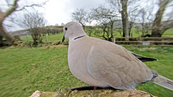 Collared Dove Wood Велика Британія — стокове фото