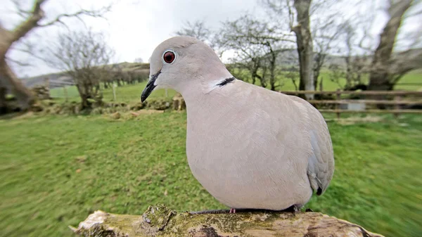 Collared Dove Wood Велика Британія — стокове фото