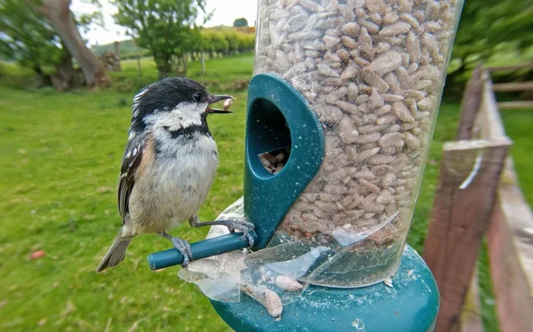 Coal Tit Feeding Tube Peanut Seed Feeder — Stock Photo, Image