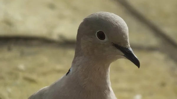 Collared Dove Великій Британії — стокове фото