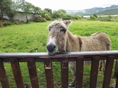 Donkey looking over a gate in Ireland