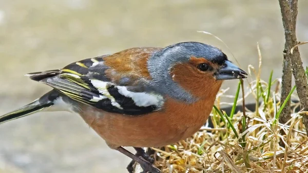 Vanlig Chaffink Utfodring Från Marken — Stockfoto