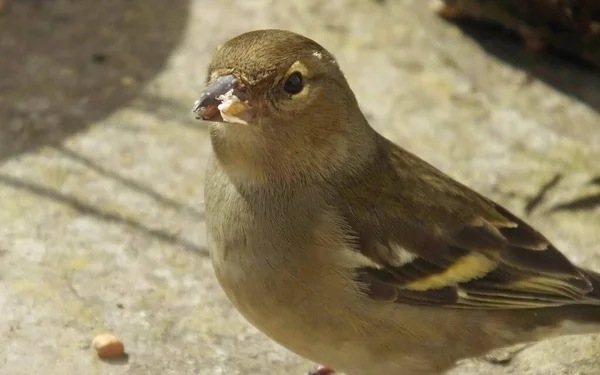 Chaffinch Fêmea Comum Alimentando Partir Solo — Fotografia de Stock