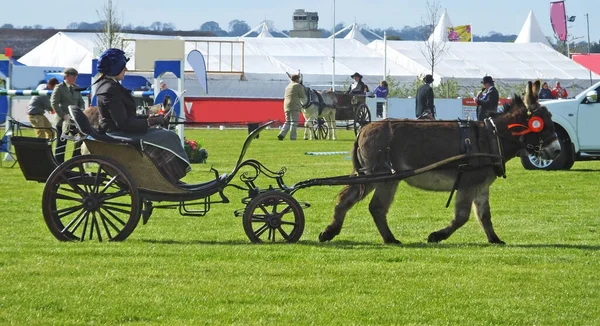 Åsnan Och Carrage Utställning Irland — Stockfoto