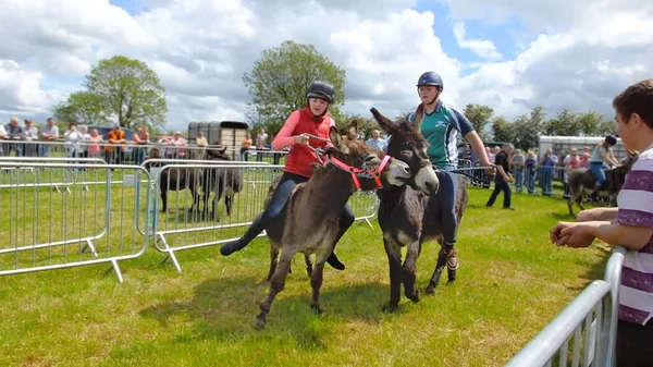 Donkey Derby Racing Cloughmills Irland Juli 2018 — Stockfoto