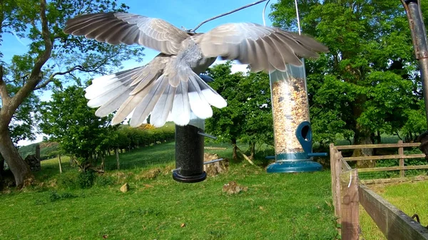 Young Collared Dove Bird Table — 图库照片