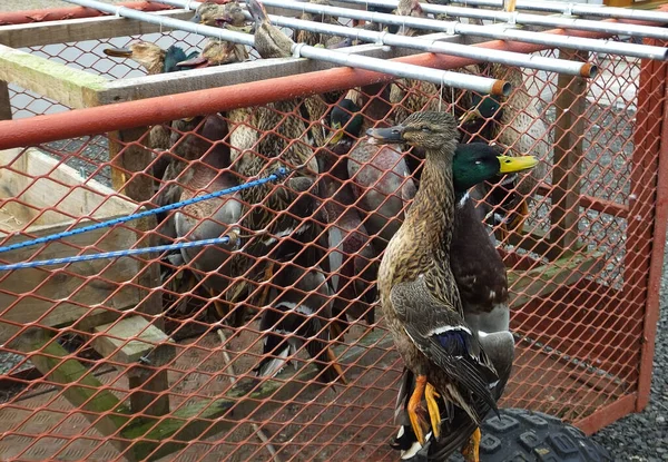 Shooting Ducks at a shoot in Co. Antrim Northern Ireland 2017