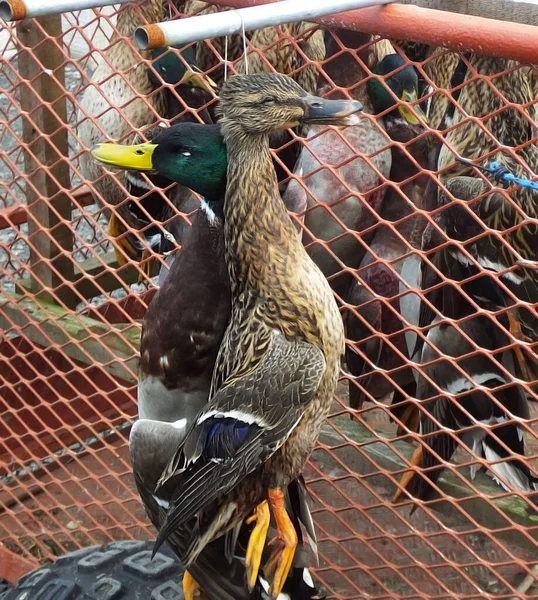 Patos Pendurados Trailer Depois Tiro — Fotografia de Stock