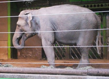 Dunluce Şatosu Antrim Kuzey İrlanda Mavi Deniz Arkaplanı 