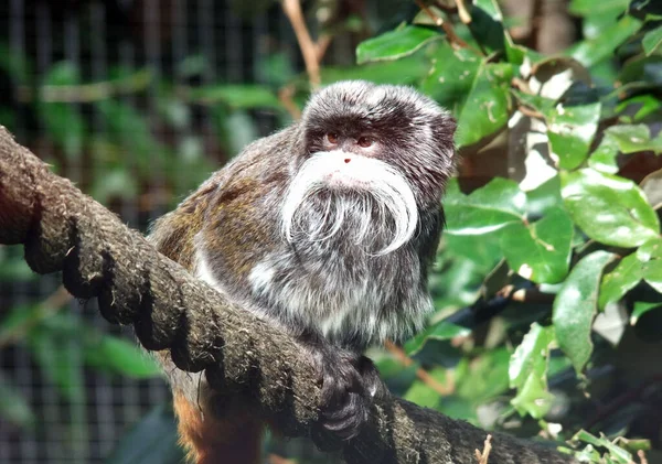 Emperor Tamarin Saguinus Imperator Zoo — Fotografia de Stock