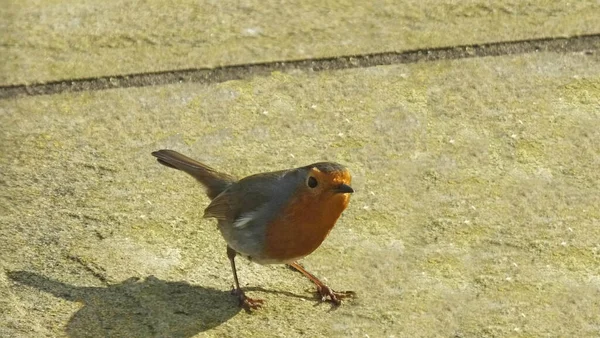 Den Europeiska Robin Storbritannien — Stockfoto