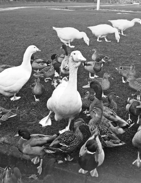 Gansos Patos Mallard Irlanda — Fotografia de Stock