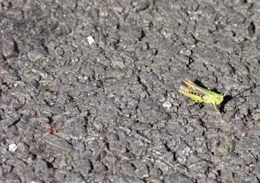 Grasshopper Common, Grasshopper asfalt yolda metin için bırakıldı